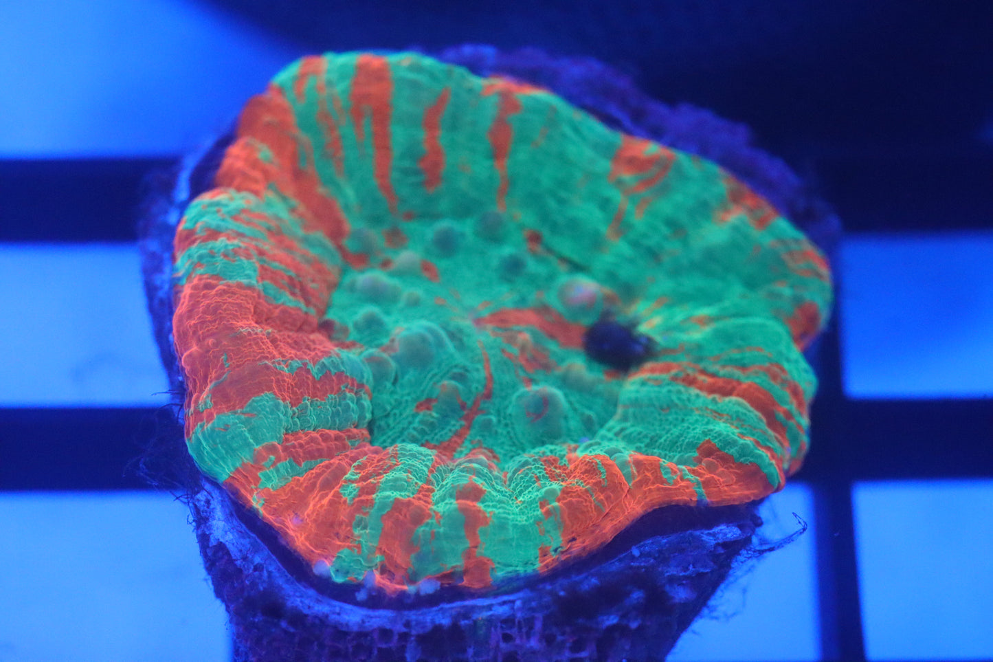 Bleeding Apple Scoly (D95)