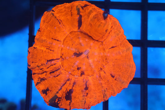 Warpaint Scoly (D99)