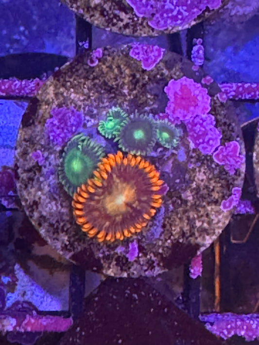 Mixed Zoas (B95)