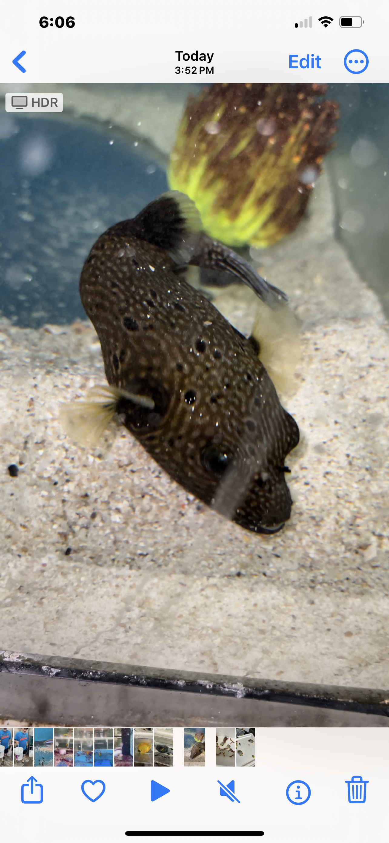 Hybrid Dogface Puffer (1 of a kind)