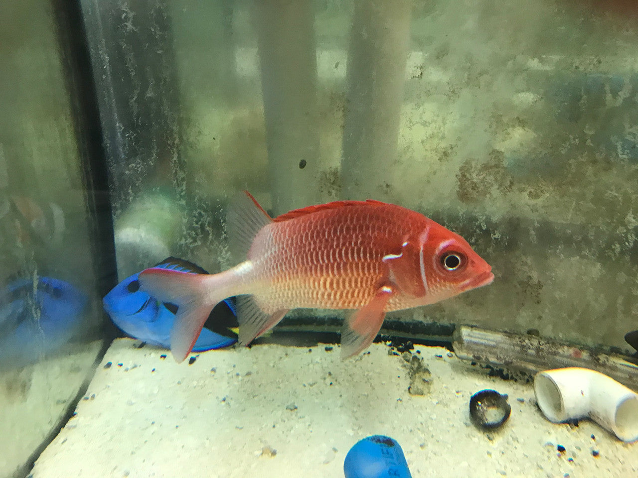 Sabre Squirrelfish | Sargocentron spiniferum (10-12")