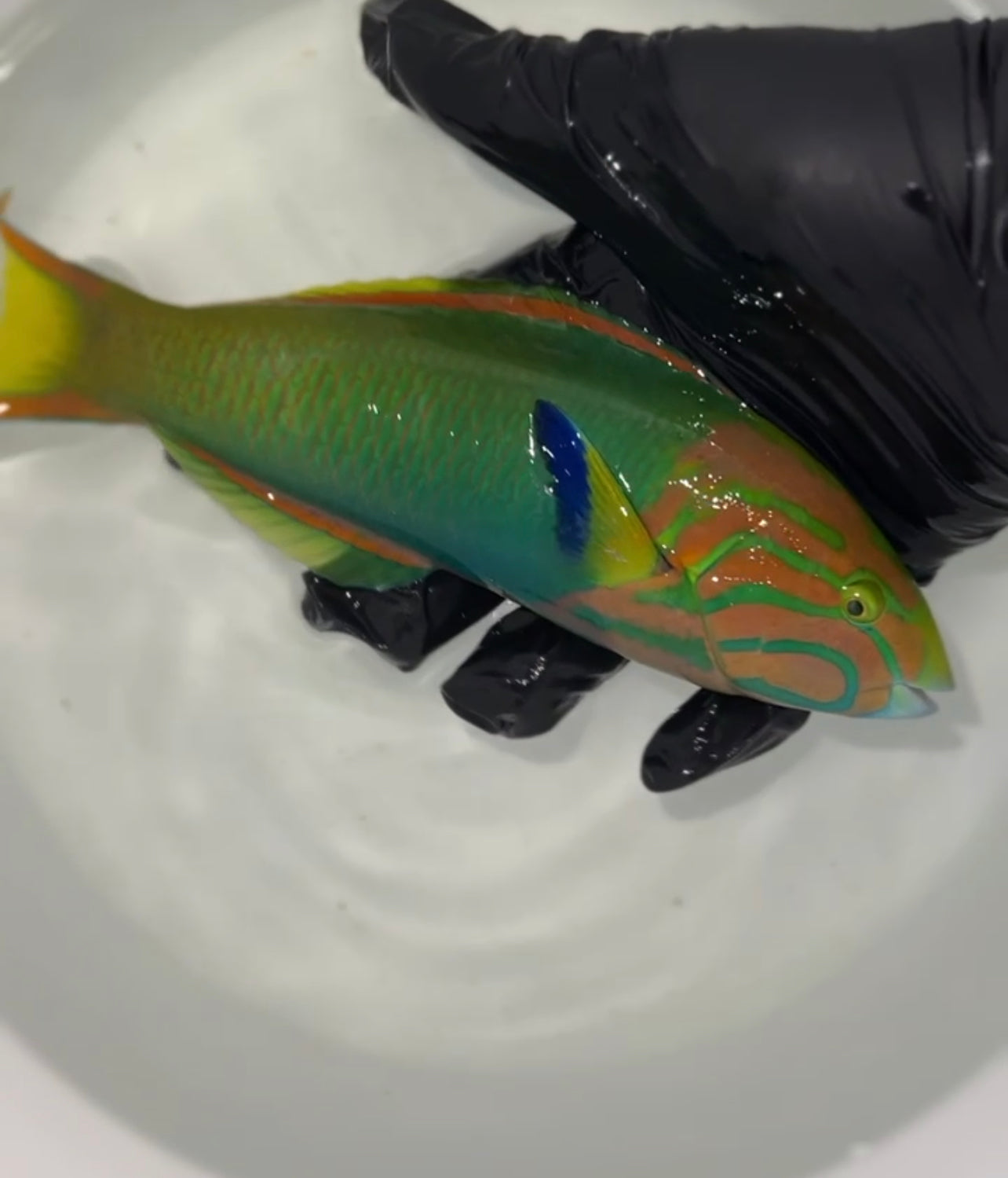 Banana Wrasse PAIR-10" male/6" female Tonga