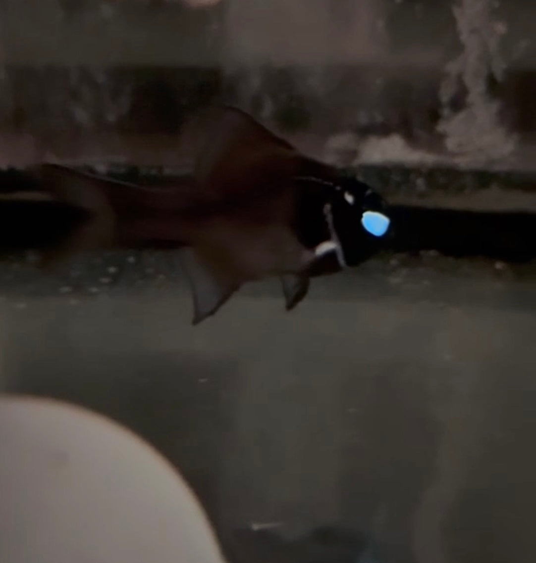 Split-fin Flashlight Fish