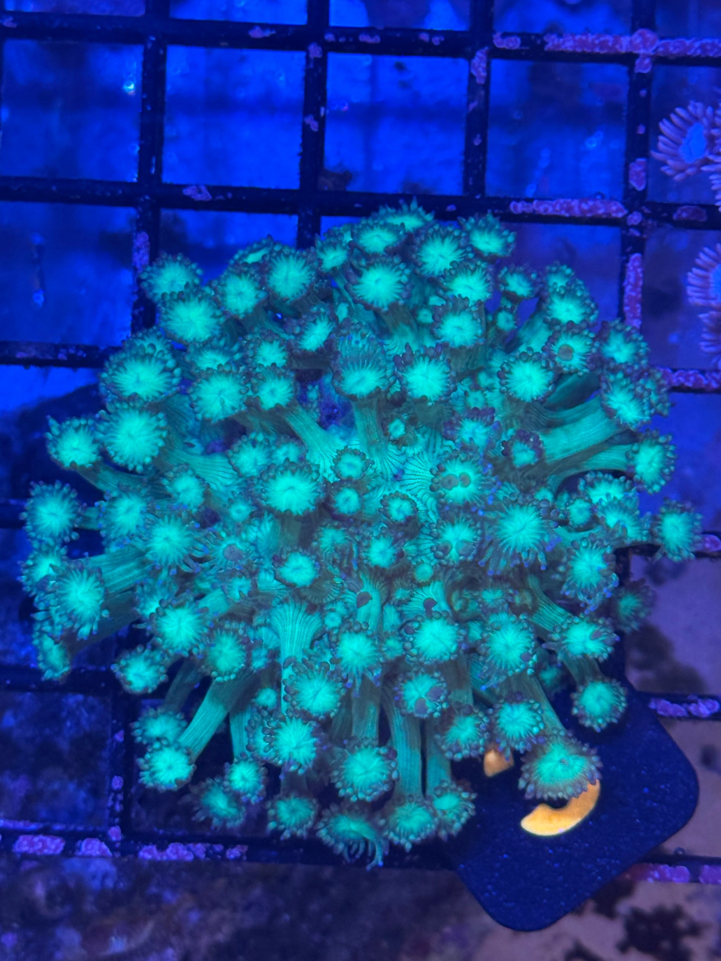 Hulk Goni Colony (3)