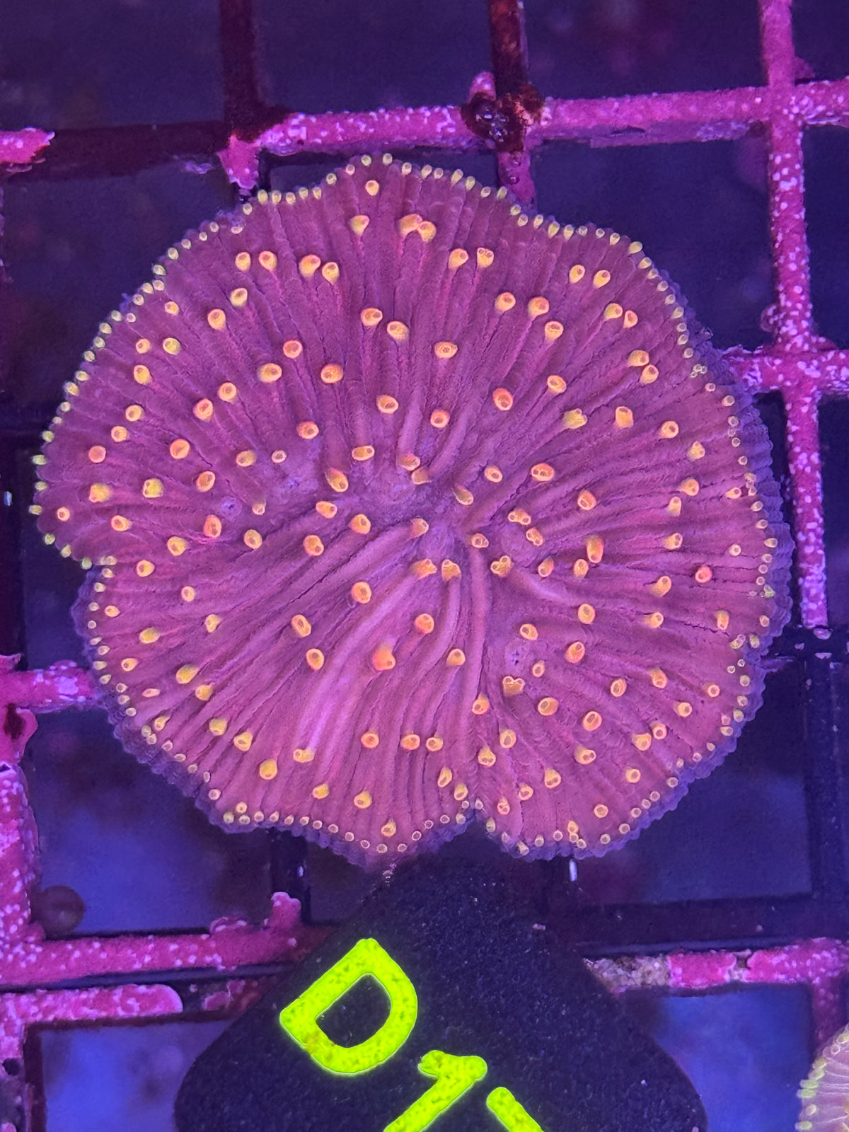 Fungia plate coral (D175)