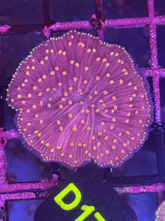 Fungia plate coral (D175)