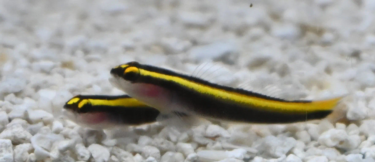 Neon Gobies (yellow stripe)