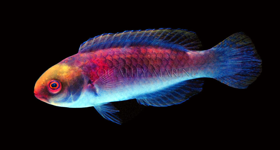 Darwin glow Wrasse -Cirrhilabrus spp