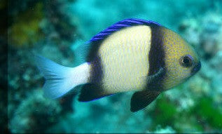 Cloudy Damselfish (Dascyllus carneus)