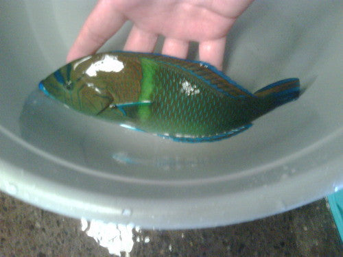 Diamond (Blue Spotted) Wrasse-8"