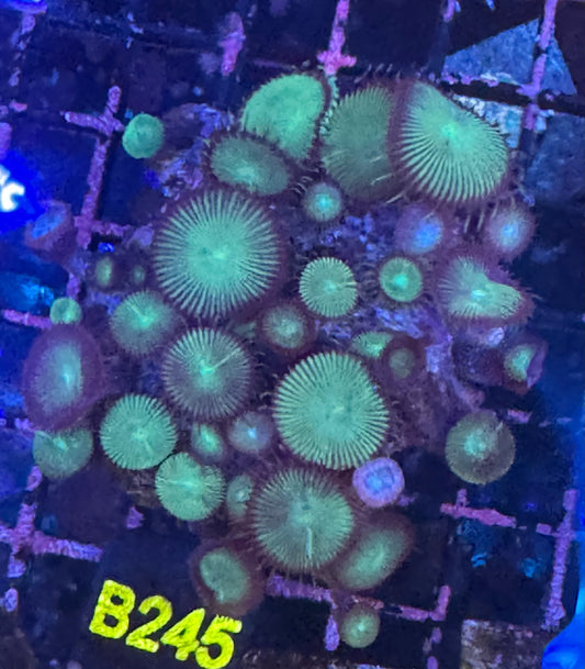 Proto Paly (B245)