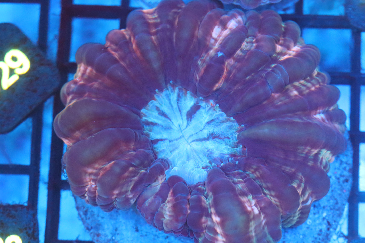 Fruity Cynarina (D138)