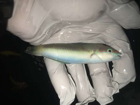 Mauritius Red Cheek Wrasse | Thalassoma genivittatum