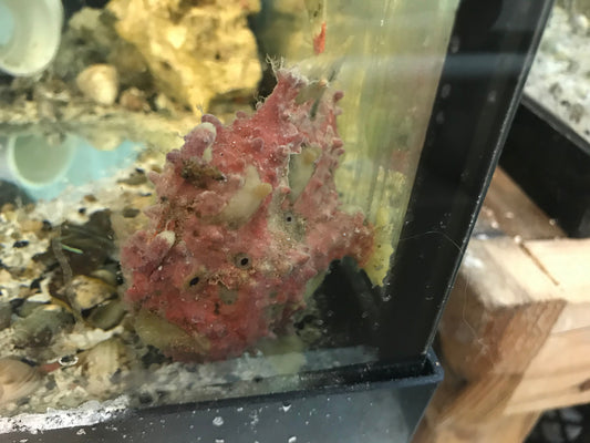 Wartskin Anglerfish 4" m