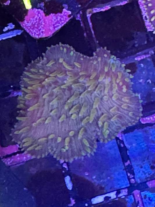 Fungia plate coral (A184)