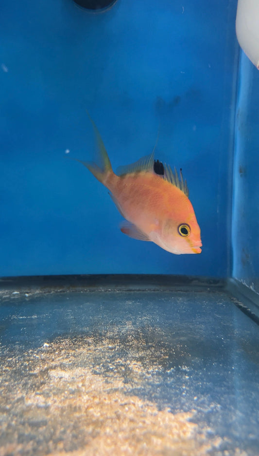 Cherry Anthias PAIR (Japanese 4"M/3"F)