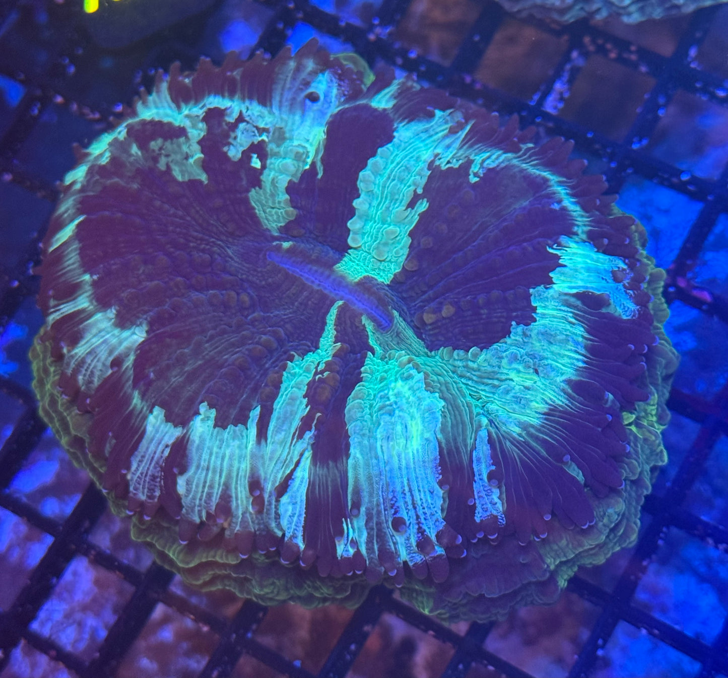 Acantho (A239) WYSIWYG