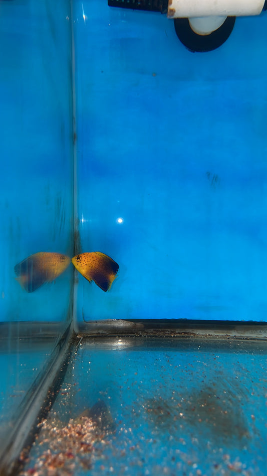 Interruptus Angel | Centropyge interruptus- 2" WC