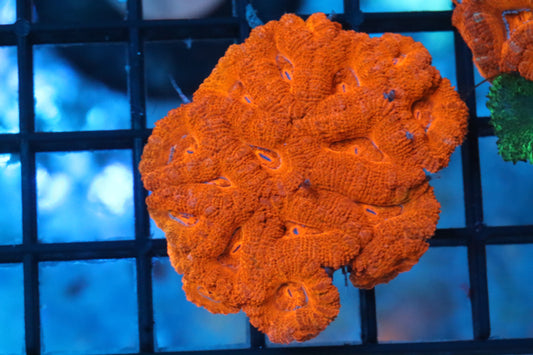 Micromussa Lord Mini Colony (X)