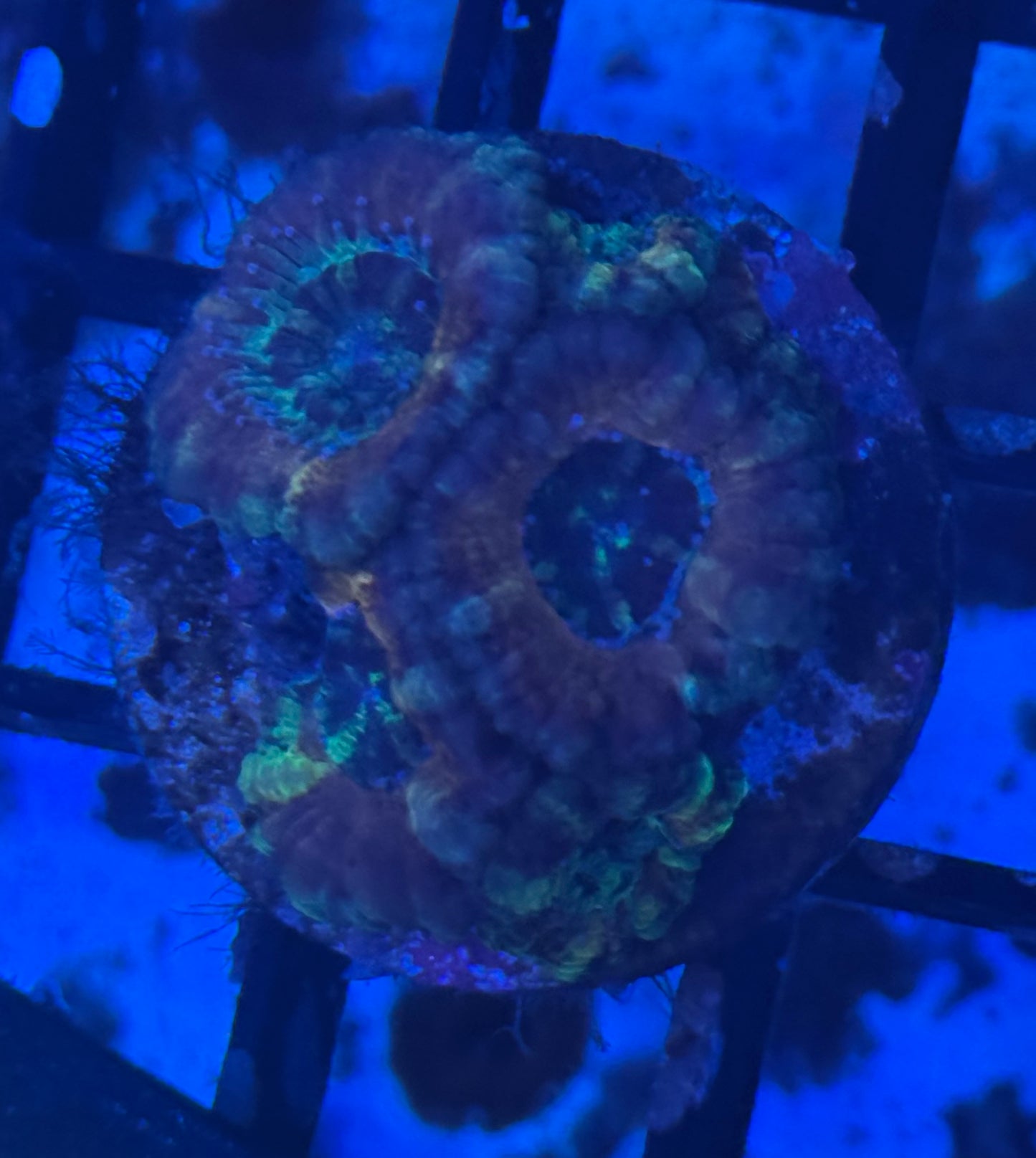 Acan (D145)  WYSIWYG