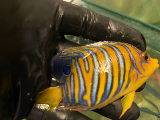 Regal Angel (True Red Sea)-2-1/2” Juvenile Misbar