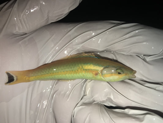 Mauritius Pencil Wrasse | Pseudojuloides xanthomos