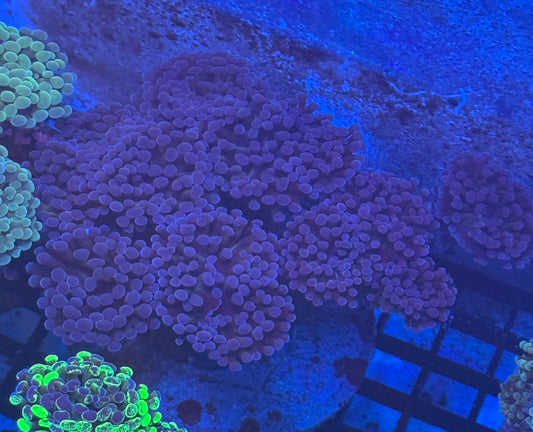 Xtra Xtra Large Hammer Colony (A141) WYSIWYG