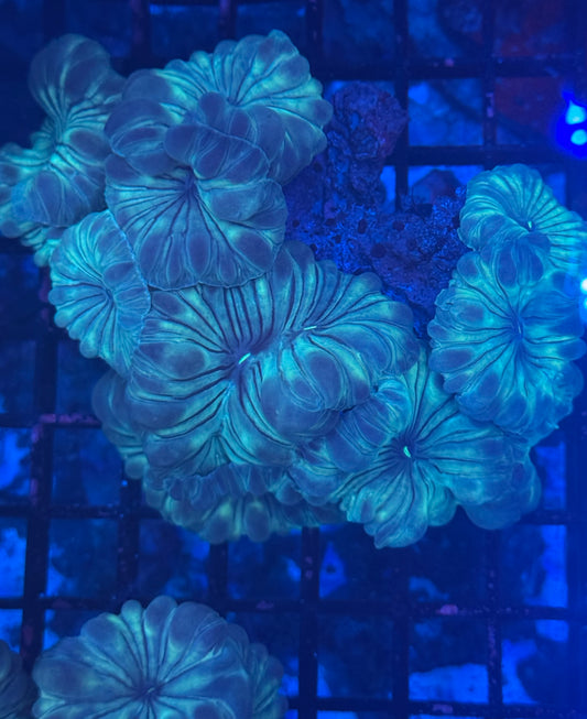 Fox Corals (c134)