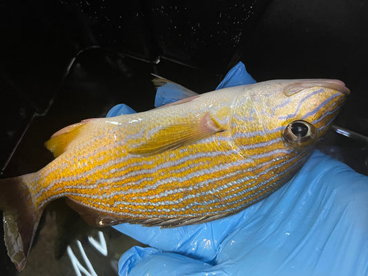 Blue Stripe Grunt | Haemulon sciurus (8-10")