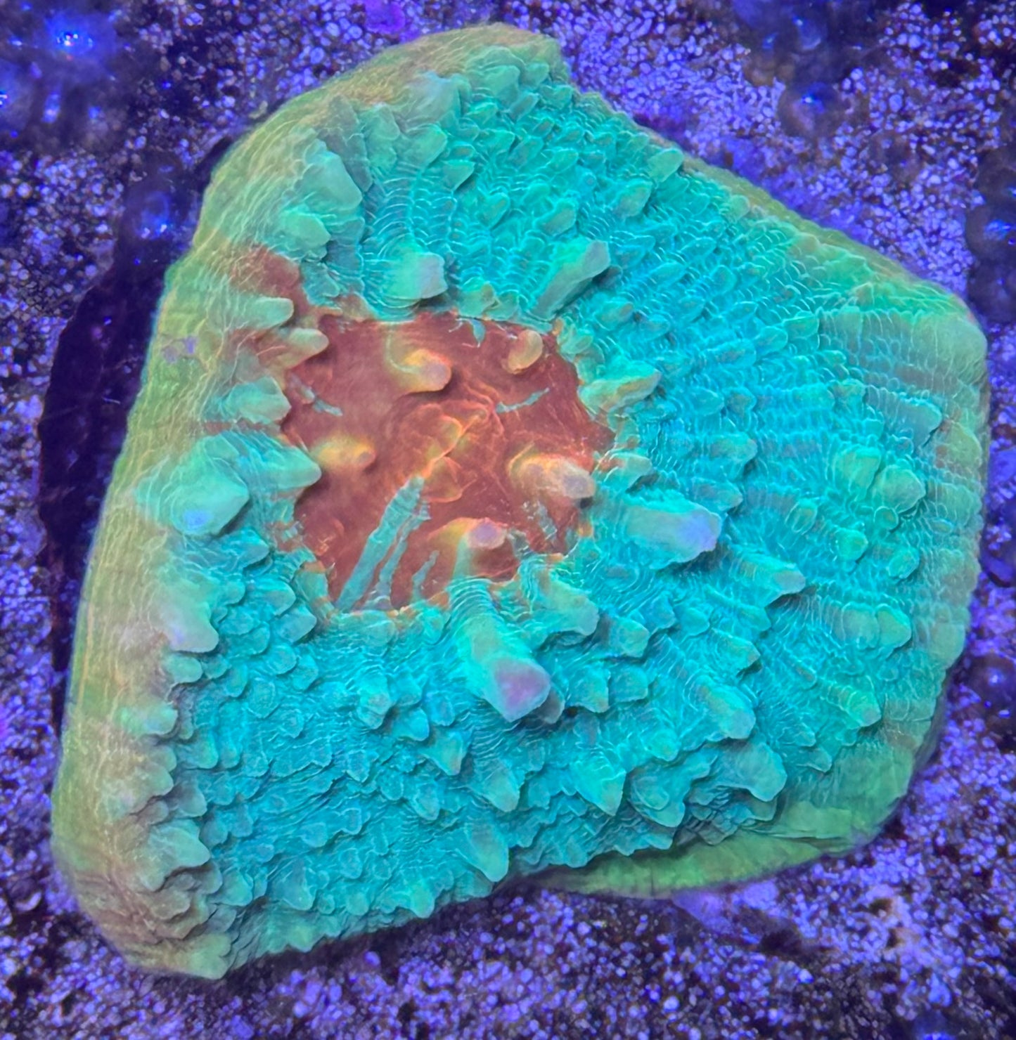 Chalice frag (D189)