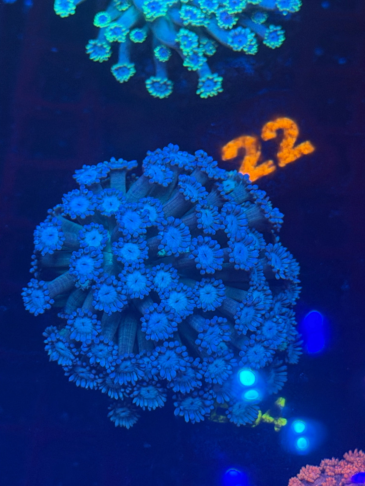 Green and Teal Goni (b54)