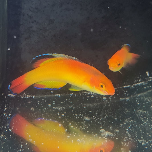 Nahackyi Fairy Wrasse Male | Cirrhilabrus Nahackyi (3-4”)