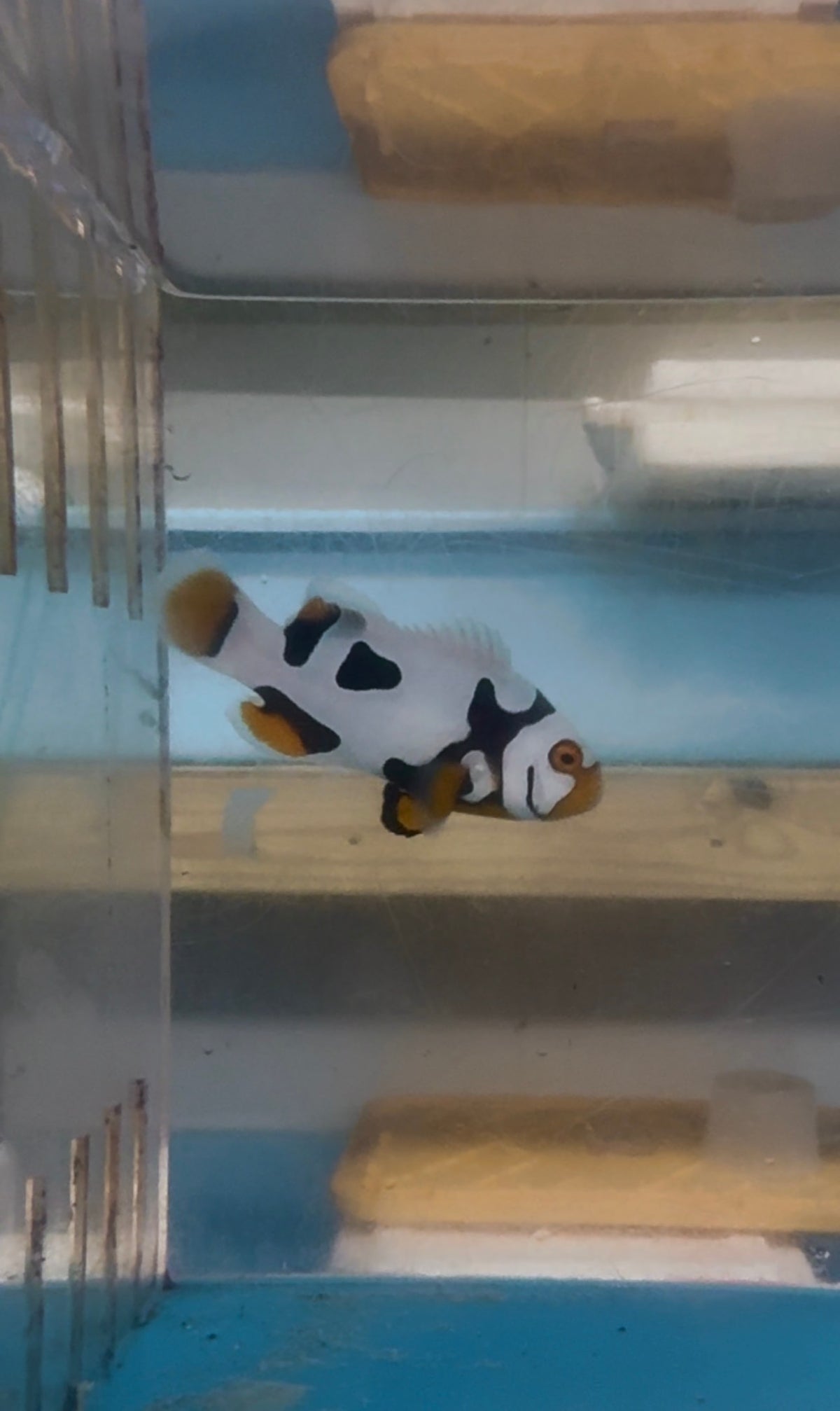 BA Black Helmet Picasso Clownfish (WYSIWYG #6)