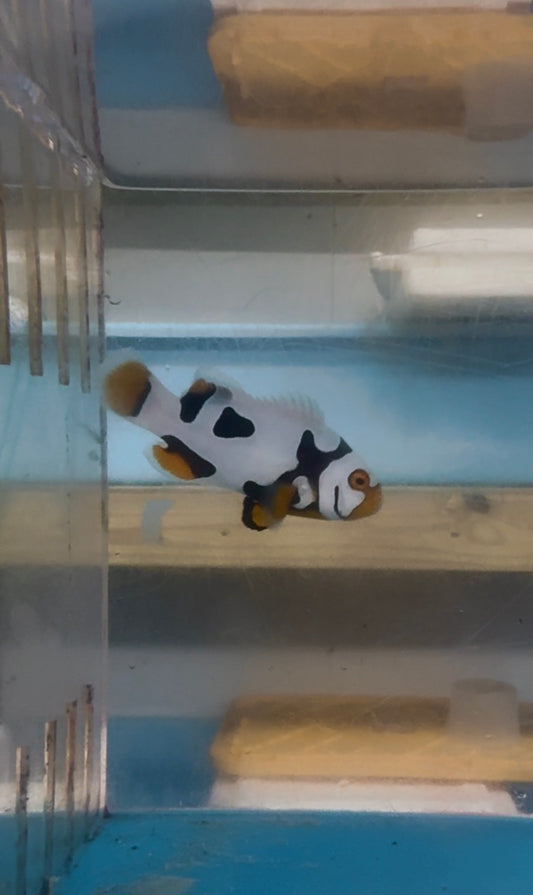 BA Black Helmet Picasso Clownfish (WYSIWYG #6)