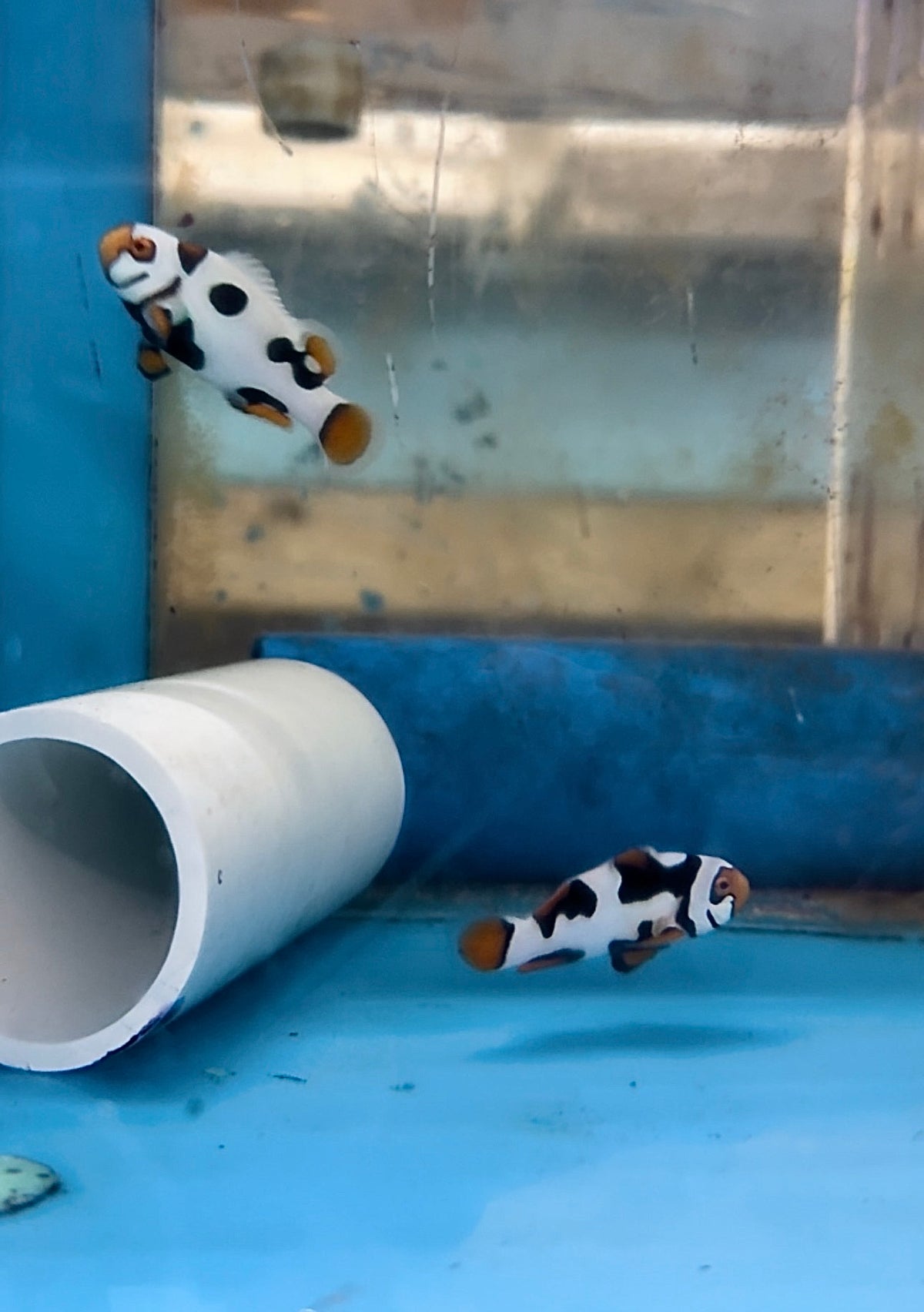 BA Black Helmet Picasso Clownfish PAIR (WYSIWYG #3)
