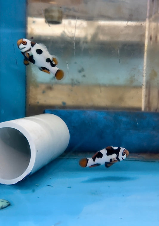 BA Black Helmet Picasso Clownfish PAIR (WYSIWYG #3)