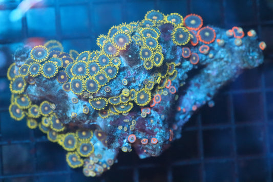 Zoa Colony on Live Rock (B89)
