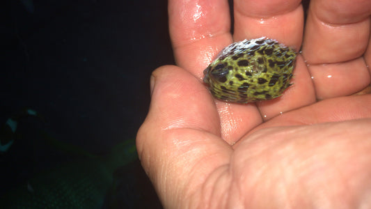 Juv Blue Pelagic Porcupinefish 2”|| Diodon eydouxii