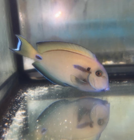 Lieutenant X Orange-blotch Surgeonfish-  5-6”