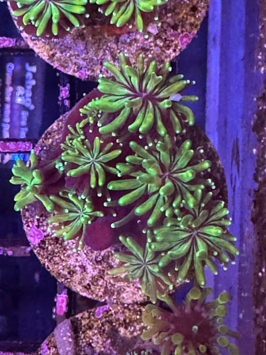 Galaxia Coral (B19)