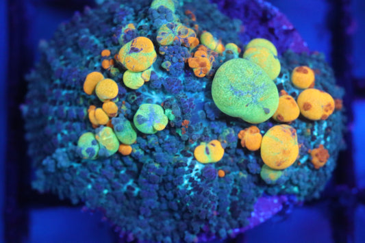 OG Bounce Mushroom 2” (C98)