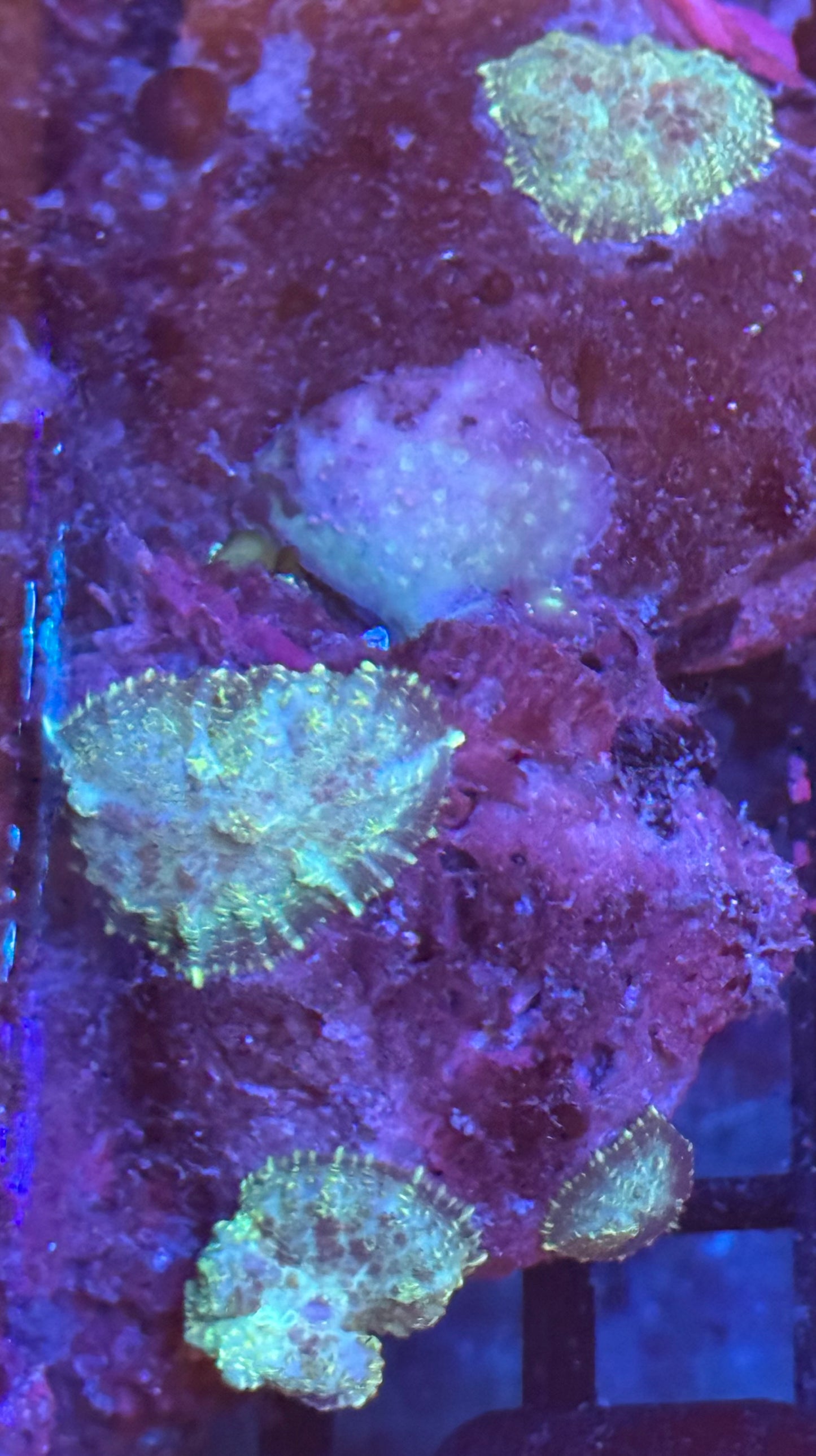 Mushroom Rock 25