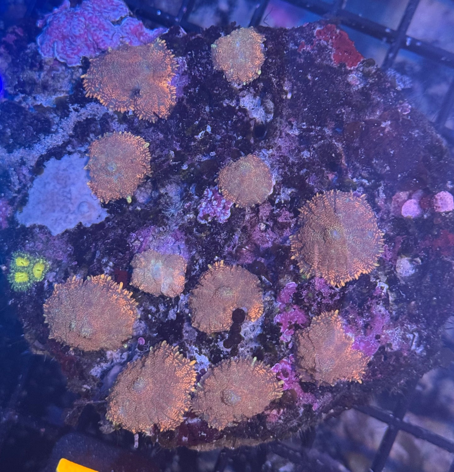 Mushroom Rock (77)
