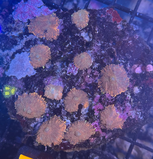 Mushroom Rock Colony (77)  WYSIWYG