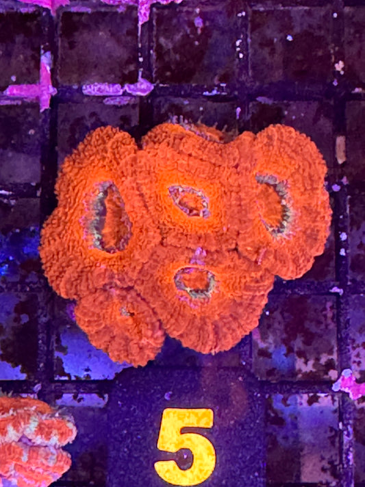 Micromusa 6 head bright colony (5)
