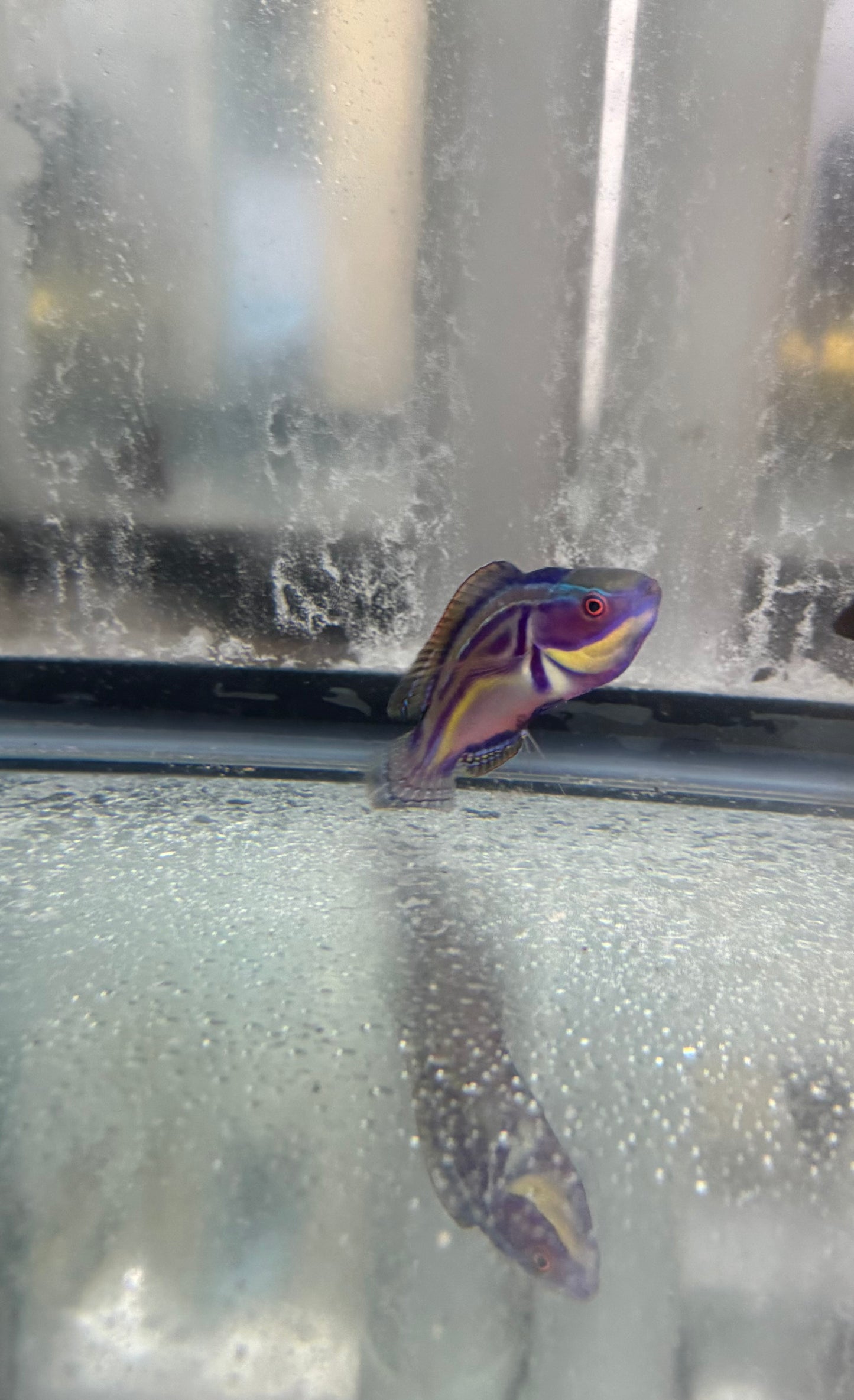 Labouti Wrasse-5” Supermale (WYSWYG #10)