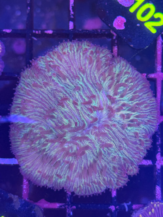 Fungia plate coral (A175)