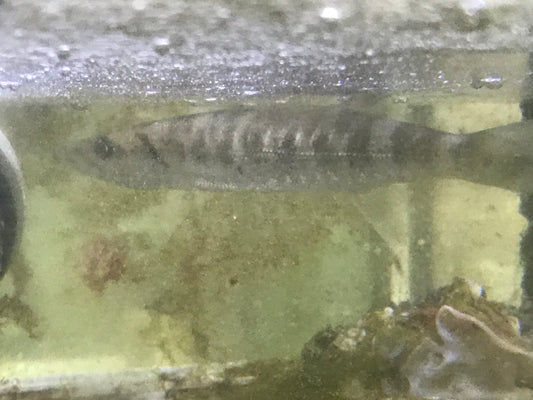 Barracuda |Sphyraena barracuda (10")
