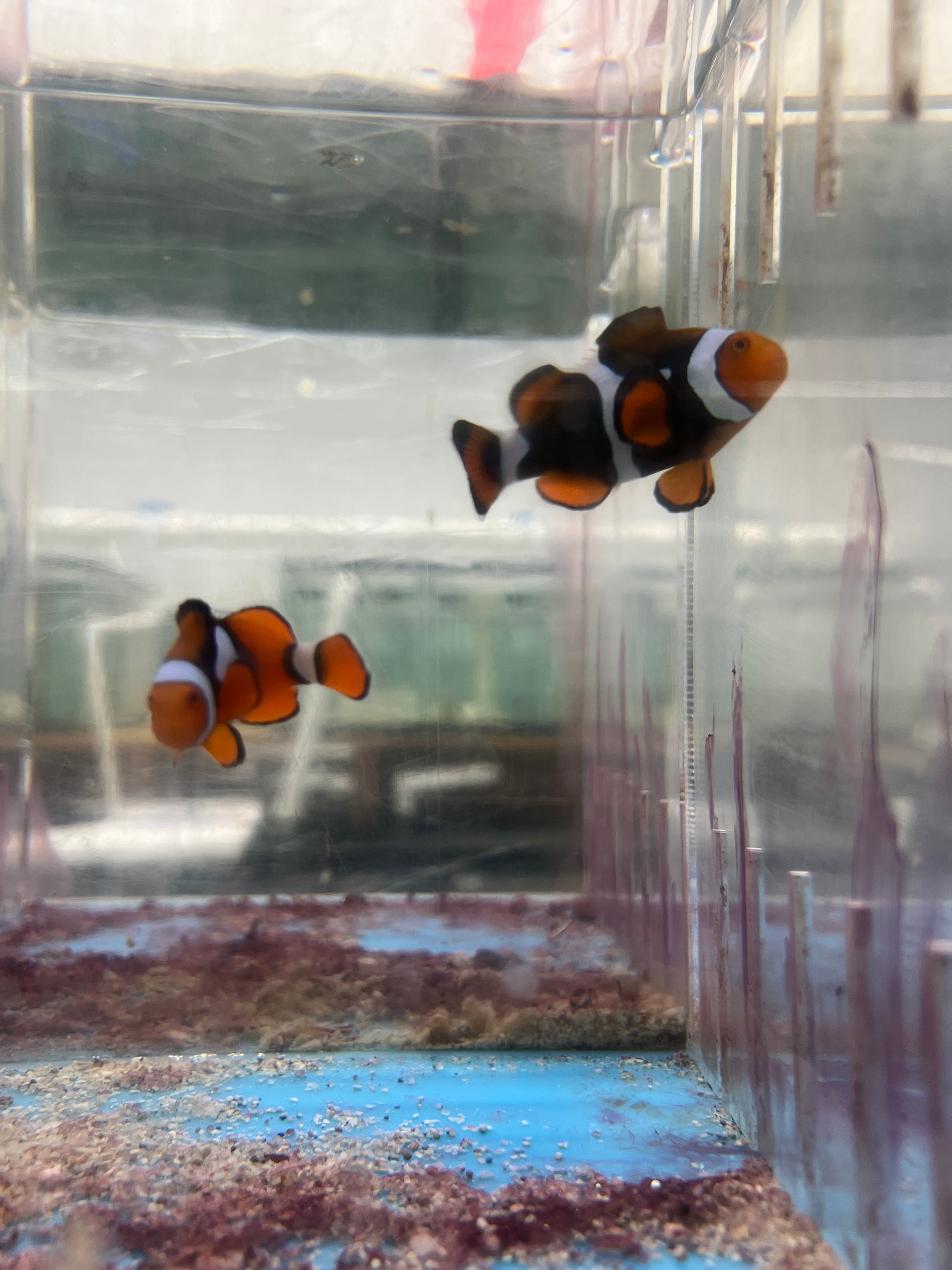 aquarium fish net price philippines Super Black True Percula Clownfish-WC Pair – NYAquatic