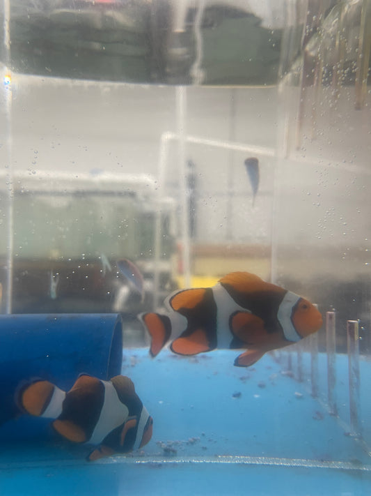 Super Black True Percula Clownfish-WC